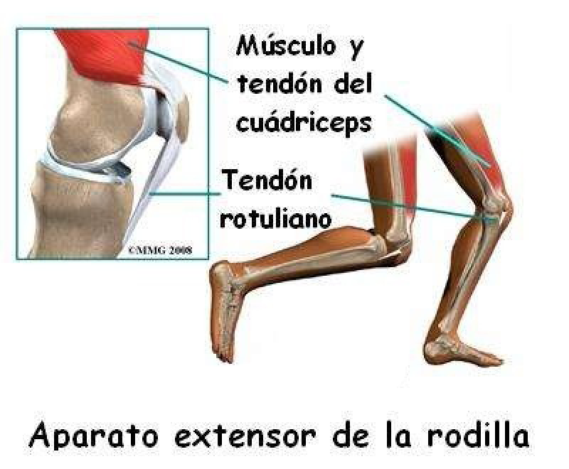 Qué es la rótula y qué importancia tiene en el cuerpo humano