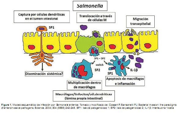 Qué es la salmonella y por qué es crucial conocer sobre ella