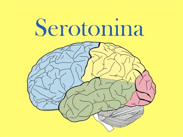 Qué es la serotonina y por qué es clave para nuestra salud