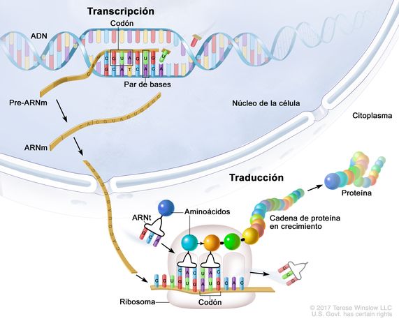 Qué es la transcripción en biología y por qué es importante