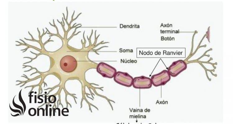 Qué es la vaina de mielina y cuáles son sus conceptos clave
