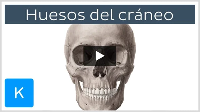 Qué es OCCIPITAL y cuál es su definición y concepto esencial