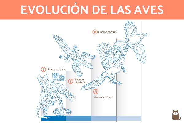 QUE ES un AVE: Significado, EVOLUCIÓN y CARACTERÍSTICAS