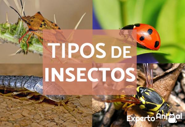 Qué es un bicho y cuáles son los tipos que debes conocer