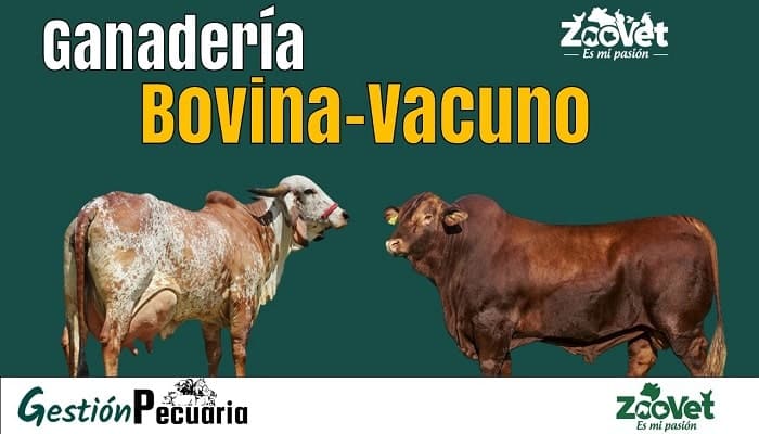 Qué es un bovino Definición, ejemplos y su concepto esencial