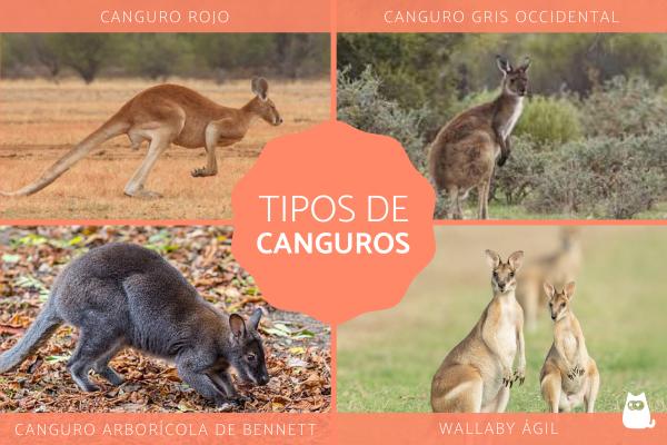 Qué es un canguro, qué tipos existen y qué usos tiene