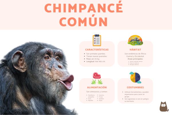Qué es un chimpancé y cuáles son sus características principales
