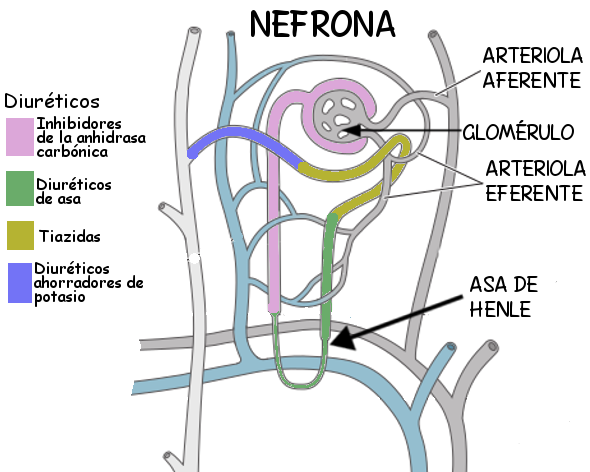 Qué es un diurético y cómo funciona en nuestro organismo