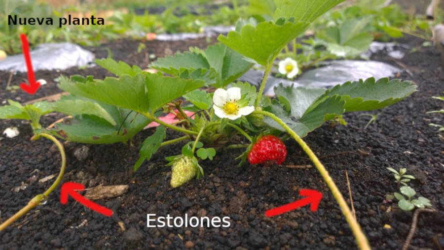 Qué es un estolón y cuáles son sus definiciones clave
