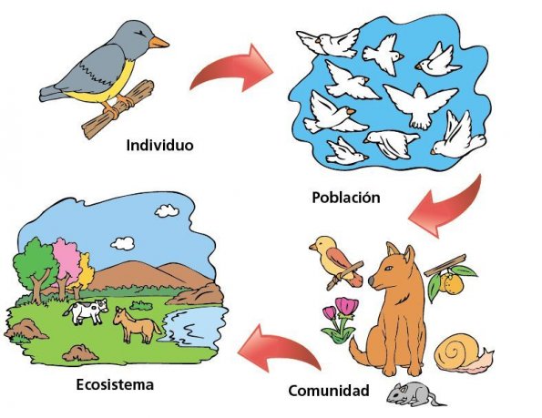 Qué es un individuo en biología y cuáles son algunos ejemplos
