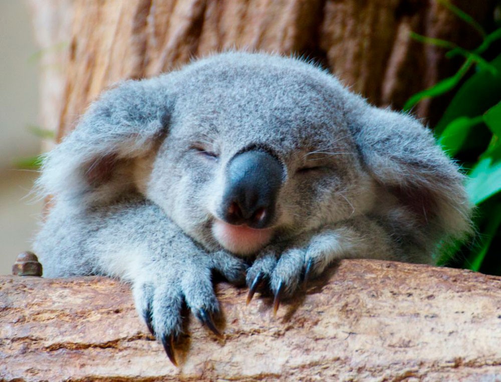 Qué es un koala y qué características lo hacen sorprendente