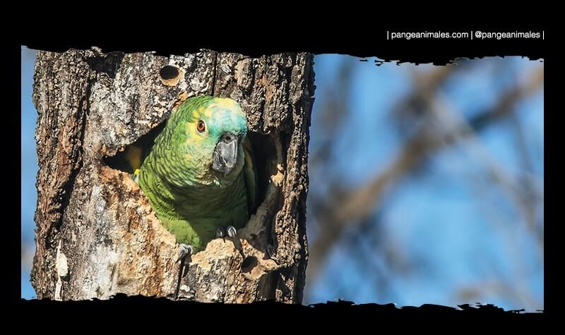 Qué es un loro y cuál es su importancia en la naturaleza