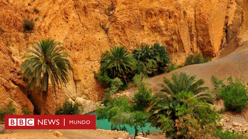 Qué es un OASIS y cuáles son sus principales usos en la naturaleza