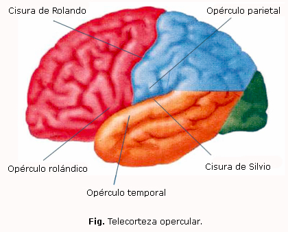 Qué es un opérculo Definición y concepto que debes conocer