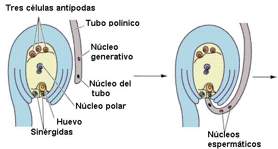 Qué es un óvulo en botánica y cuál es su estructura específica