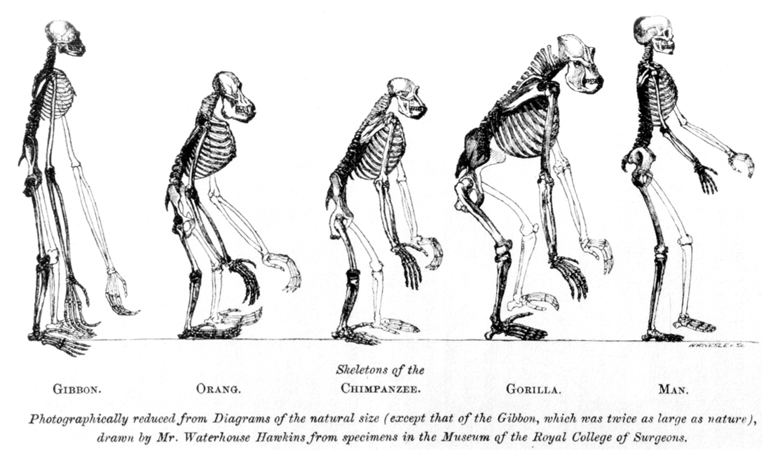 Qué es un ser humano y cuáles son las teorías sobre su origen