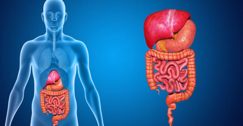 Qué es un sistema en biología y por qué es importante