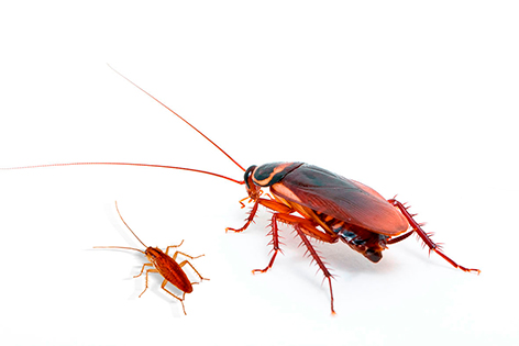 Qué es una cucaracha y cuáles son sus definiciones esenciales