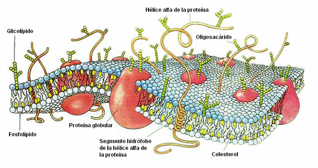Qué es una membrana y cuáles son sus tipos y conceptos clave
