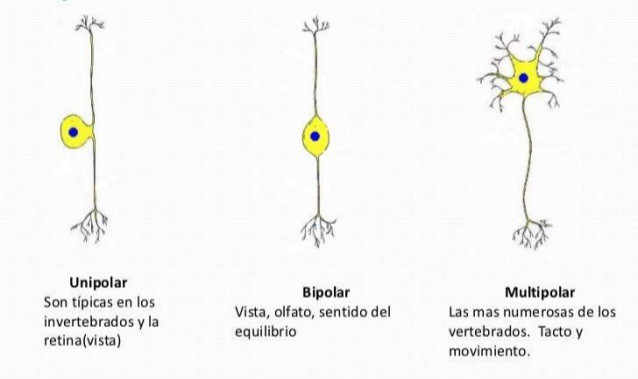 Qué es una neurona y cuáles son sus partes y tipos esenciales