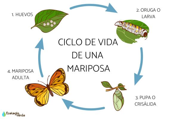 Qué es una pupa y cuáles son su definición y conceptos clave
