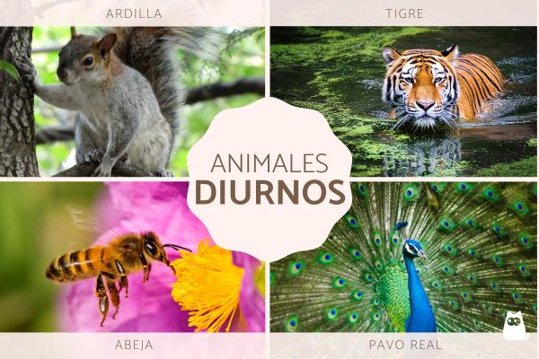 Qué factores determinan si los animales son diurnos o nocturnos