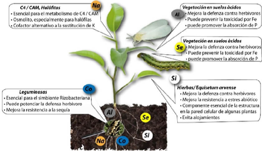 Qué factores influyen en el crecimiento celular de las plantas