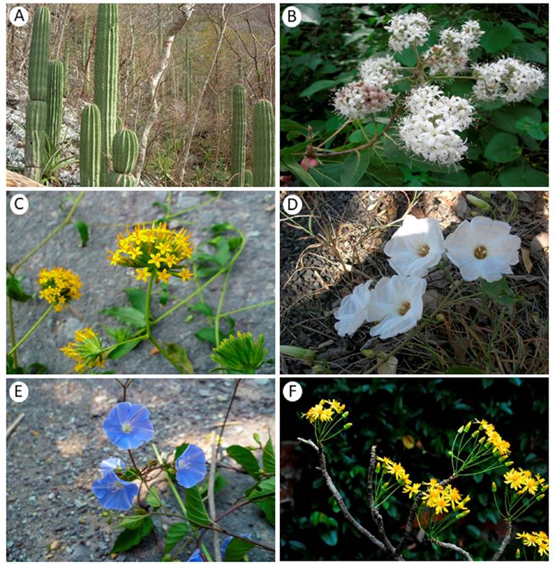 Qué flora y fauna sorprendentes habitan en los bosques caducifolios