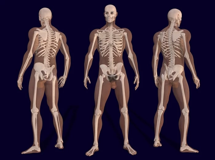 Qué funciones cumplen los sistemas del cuerpo humano en nuestra vida diaria
