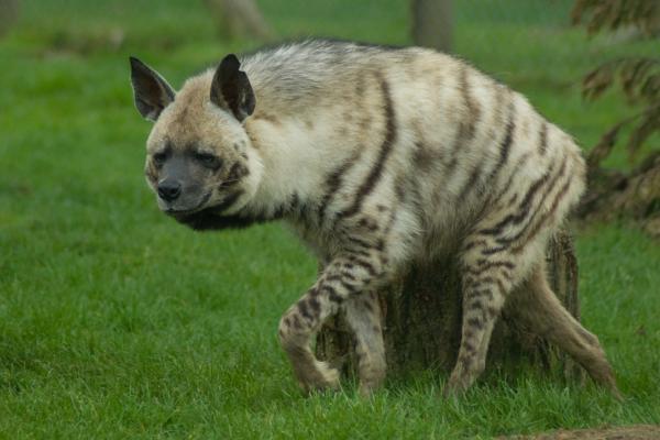 Qué hace a la hiena el ANIMAL MÁS INUSUAL y cuál es su ROL