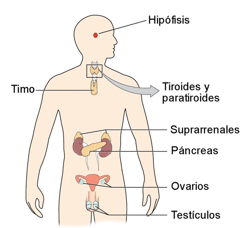 Qué implica el término endógeno y cuáles son sus aplicaciones