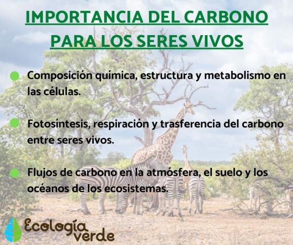 Qué importancia y usos tiene el átomo de carbono en nuestra vida