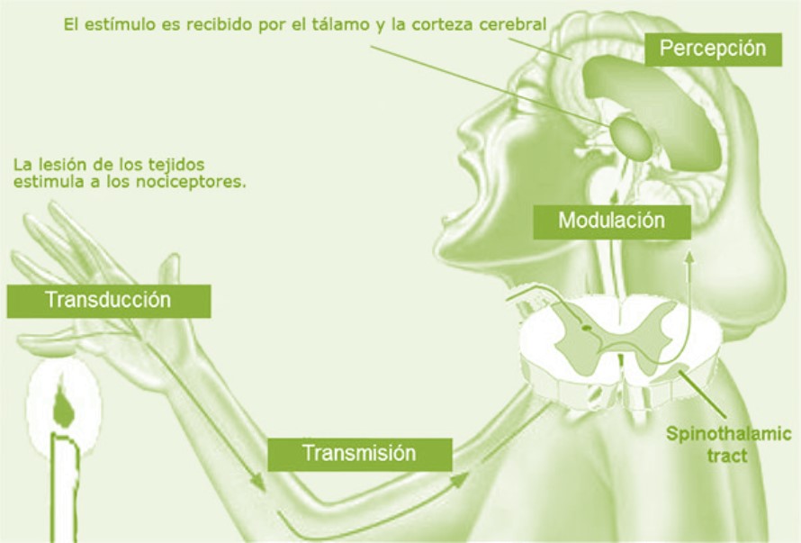 QuÉ papel juegan los nociceptores en la percepción del dolor
