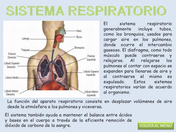 Qué partes componen el sistema respiratorio y cómo funcionan