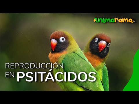Qué secretos asombrosos esconden las aves ovíparas en su vida