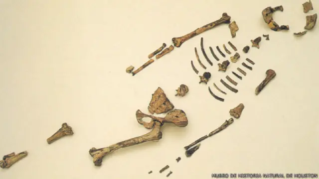 Qué secretos sobre la prehistoria revela el fósil de Lucy