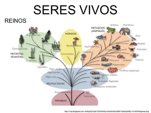 Qué Seres Vivos Componen Nuestra Gran Familia en la Naturaleza