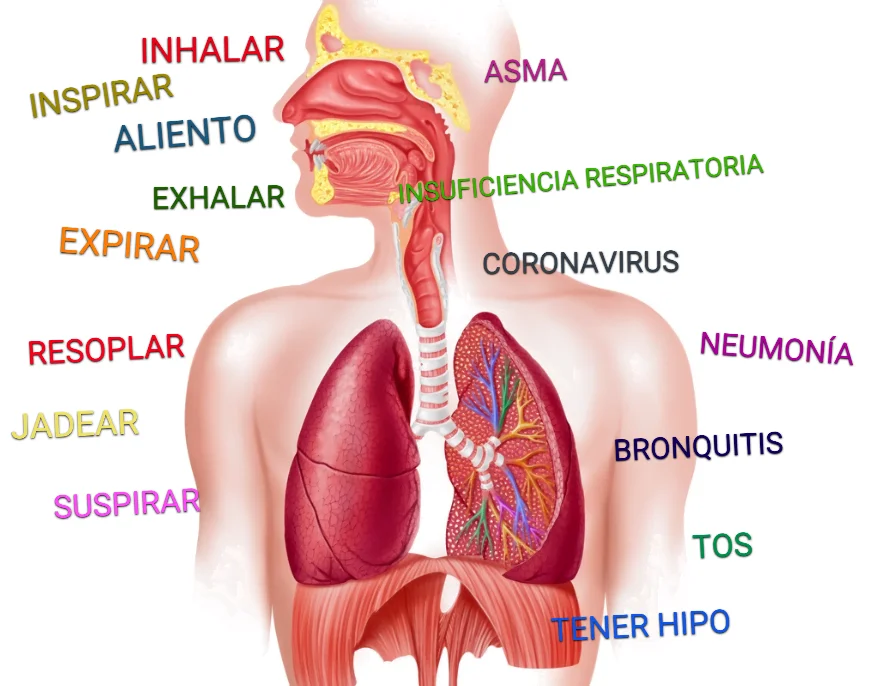 Qué significa Alborozo y cuáles son sus ejemplos y usos clave