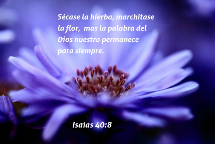 Qué significa la CONGOJA en la BIBLIA y cómo nos afecta hoy