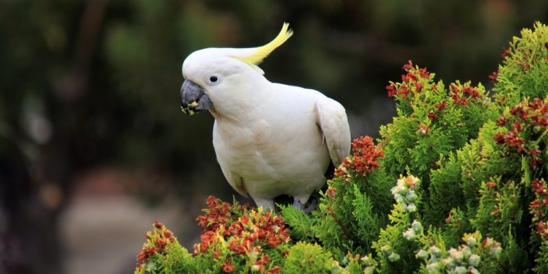 Qué significa la fauna y cuáles son sus conceptos clave esenciales