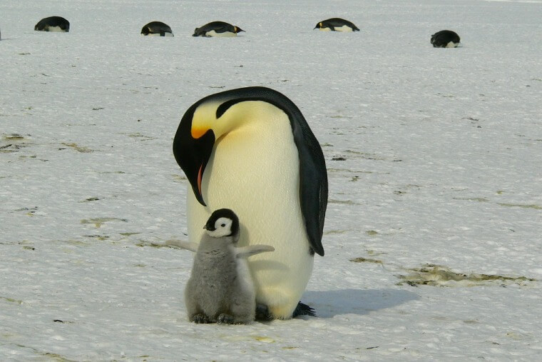 Qué significa pingüino Definición y conceptos explicados