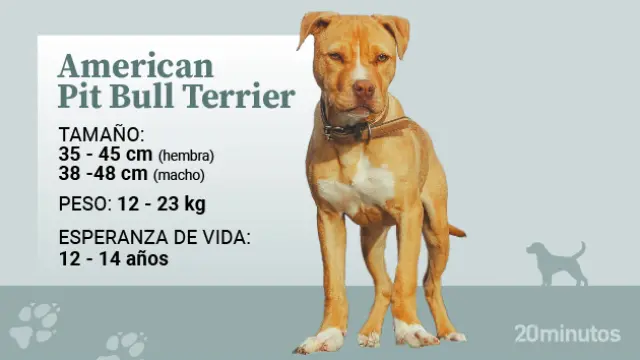 Qué significa PITBULL y cómo ha influido en la cultura popular