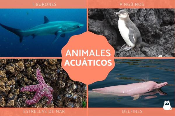 Qué significa realmente acuático y por qué es tan importante