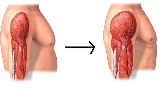 Qué significa realmente esbelto y por qué sorprende su definición