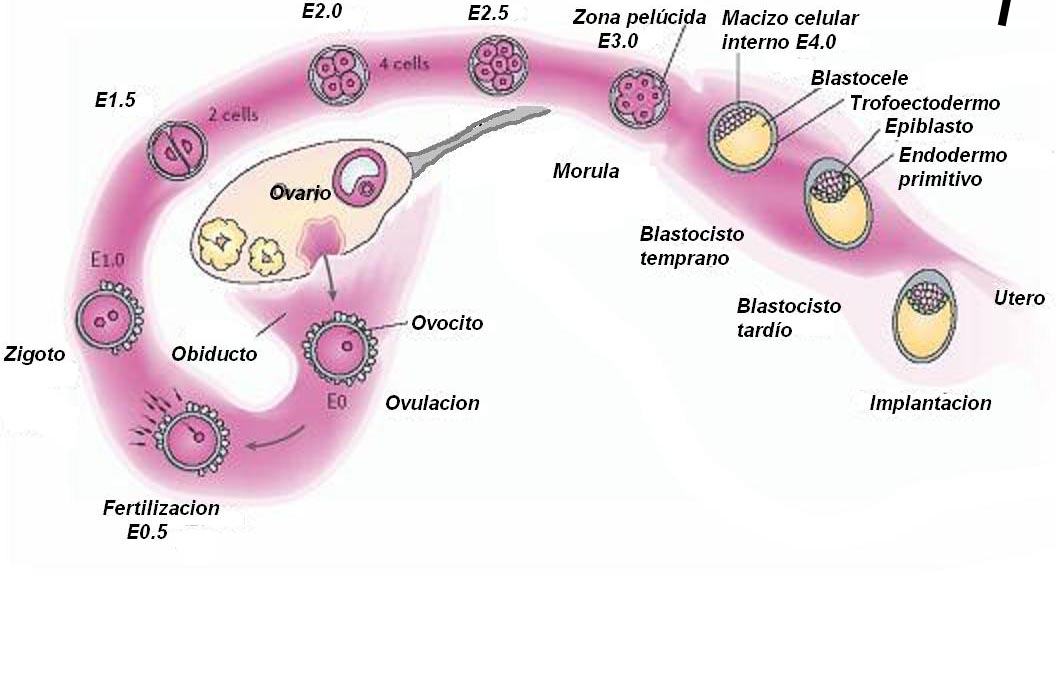 Qué significa ser receptivo en biología y por qué es importante