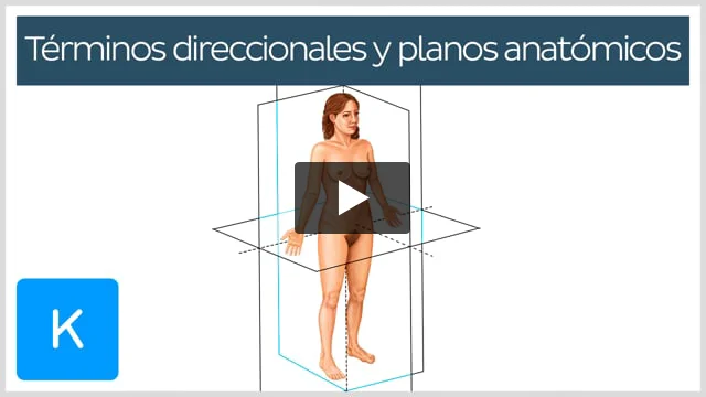Qué significa 'superior' y qué se entiende por este término