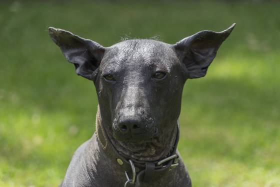 Qué significa y cuál es el origen de muerto el perro