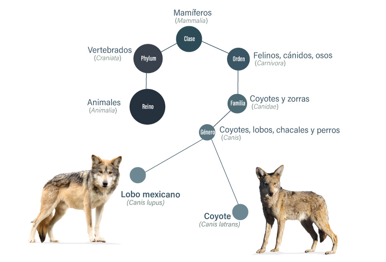 Qué significado e importancia tiene el término especimen