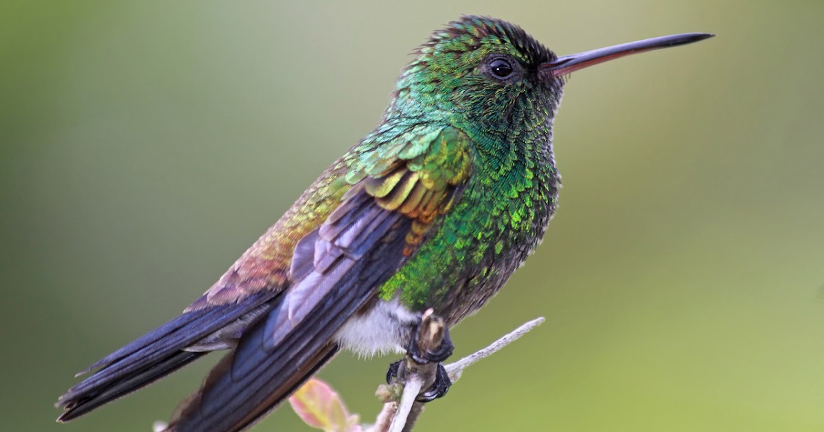 Qué significado tiene el colibrí y qué asombrosos parajes habita