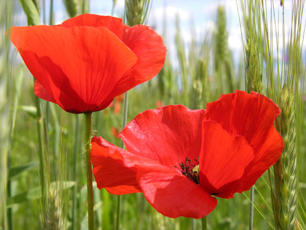 Qué significado y belleza ocultan las amapolas en la naturaleza